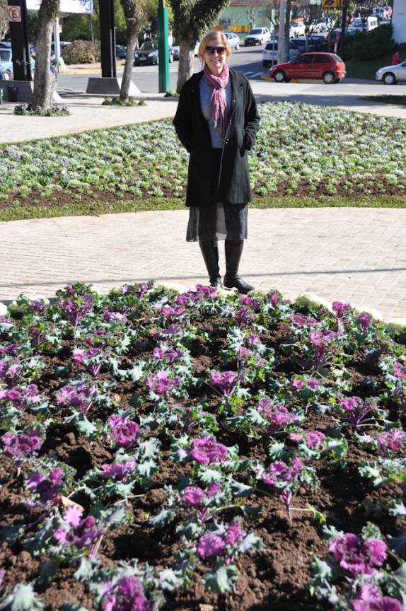 Repolhos Ornamentais no jardim da praça central de Nova Petrópolis - RS